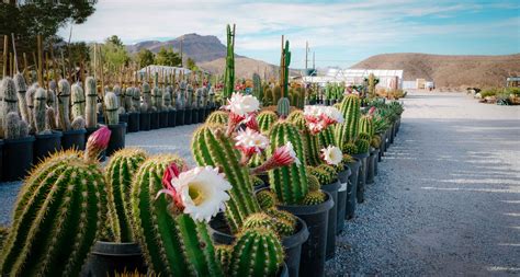 lv cactus|cactus nursery in las vegas.